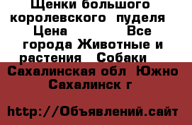 Щенки большого (королевского) пуделя › Цена ­ 25 000 - Все города Животные и растения » Собаки   . Сахалинская обл.,Южно-Сахалинск г.